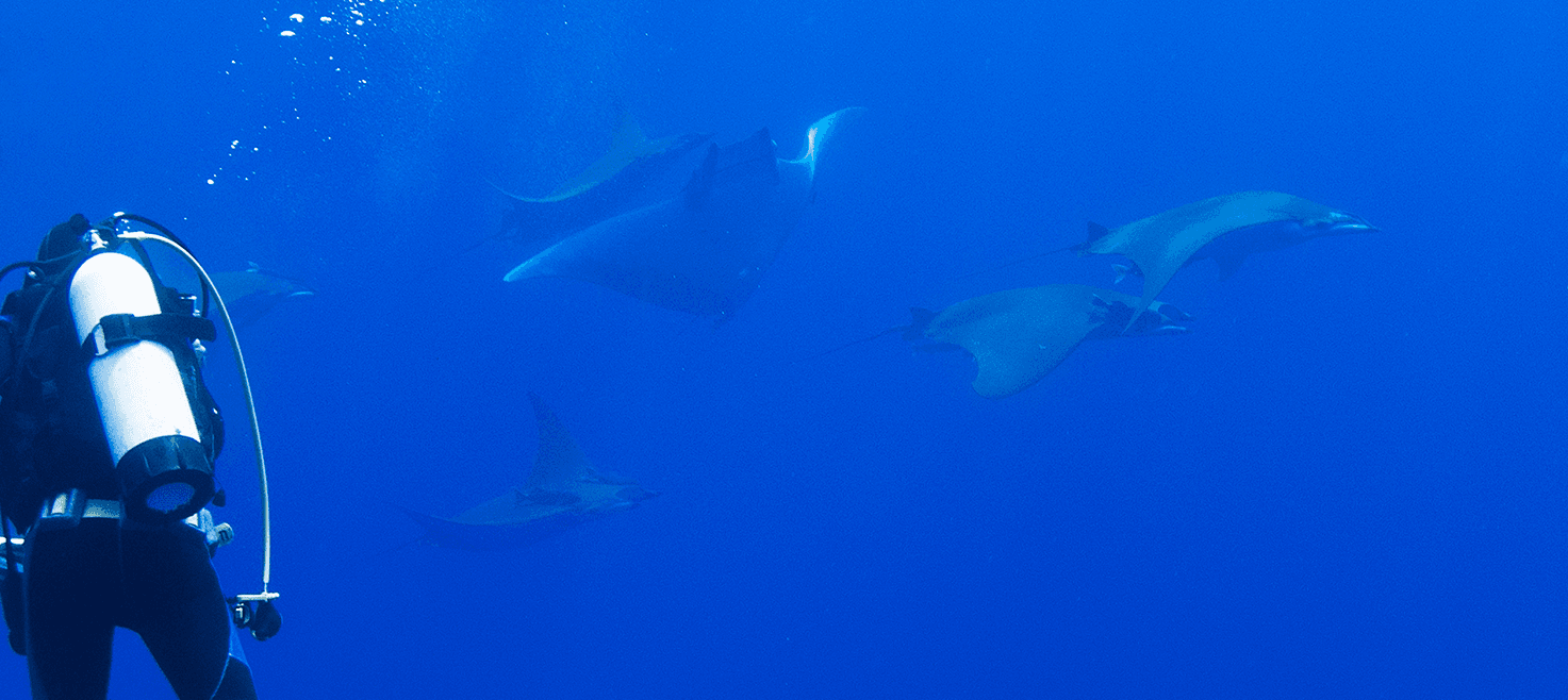 azorerne-dykkerrejse-grupperejse-mobula-rokker.png
