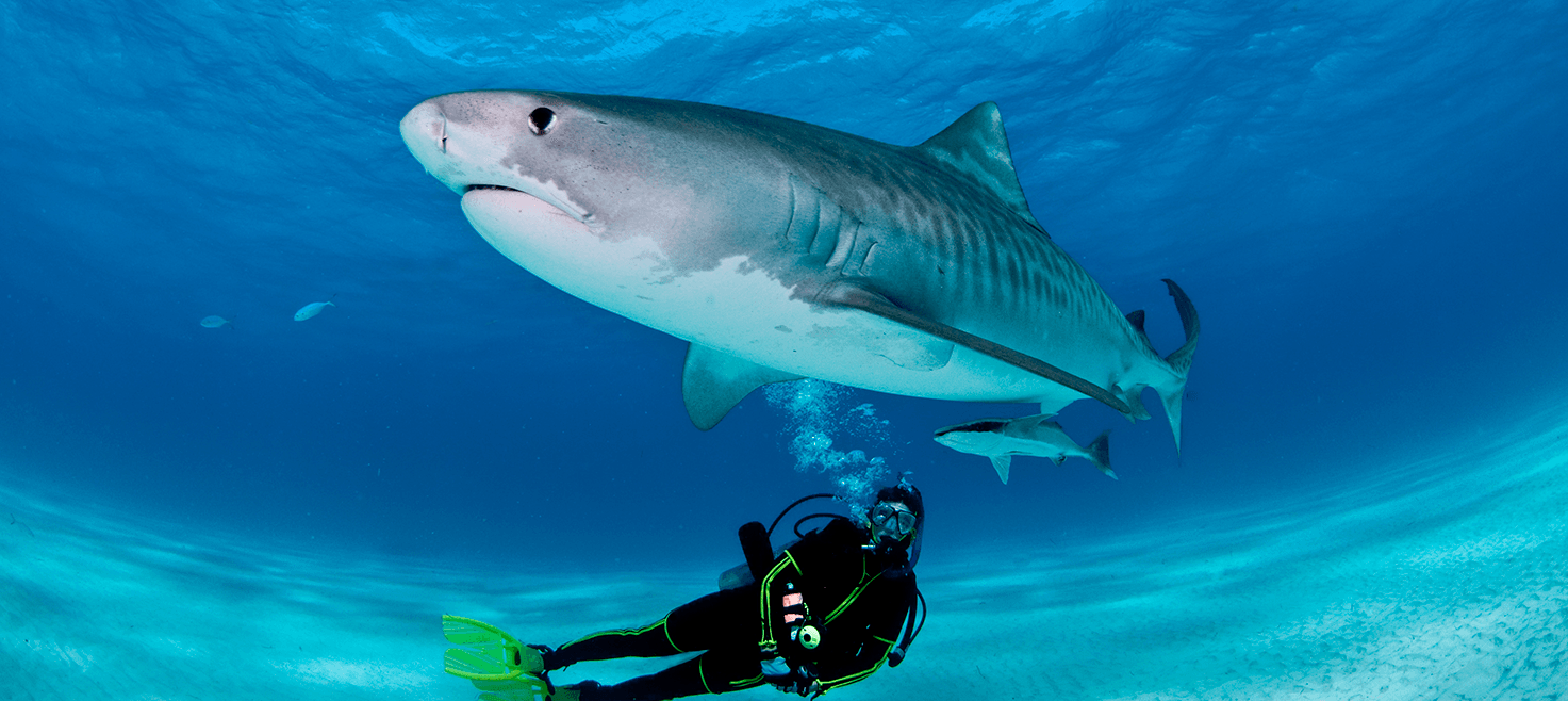 bahamas-tiger-beach-dykkerrejse-1.png