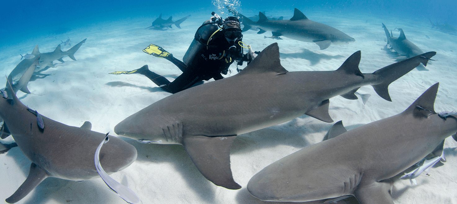 bahamas-tiger-beach-dykkerrejse-hajer-2.png
