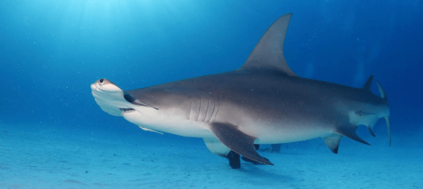 bahamas-tiger-beach-dykkerrejse-hammerhajer.png
