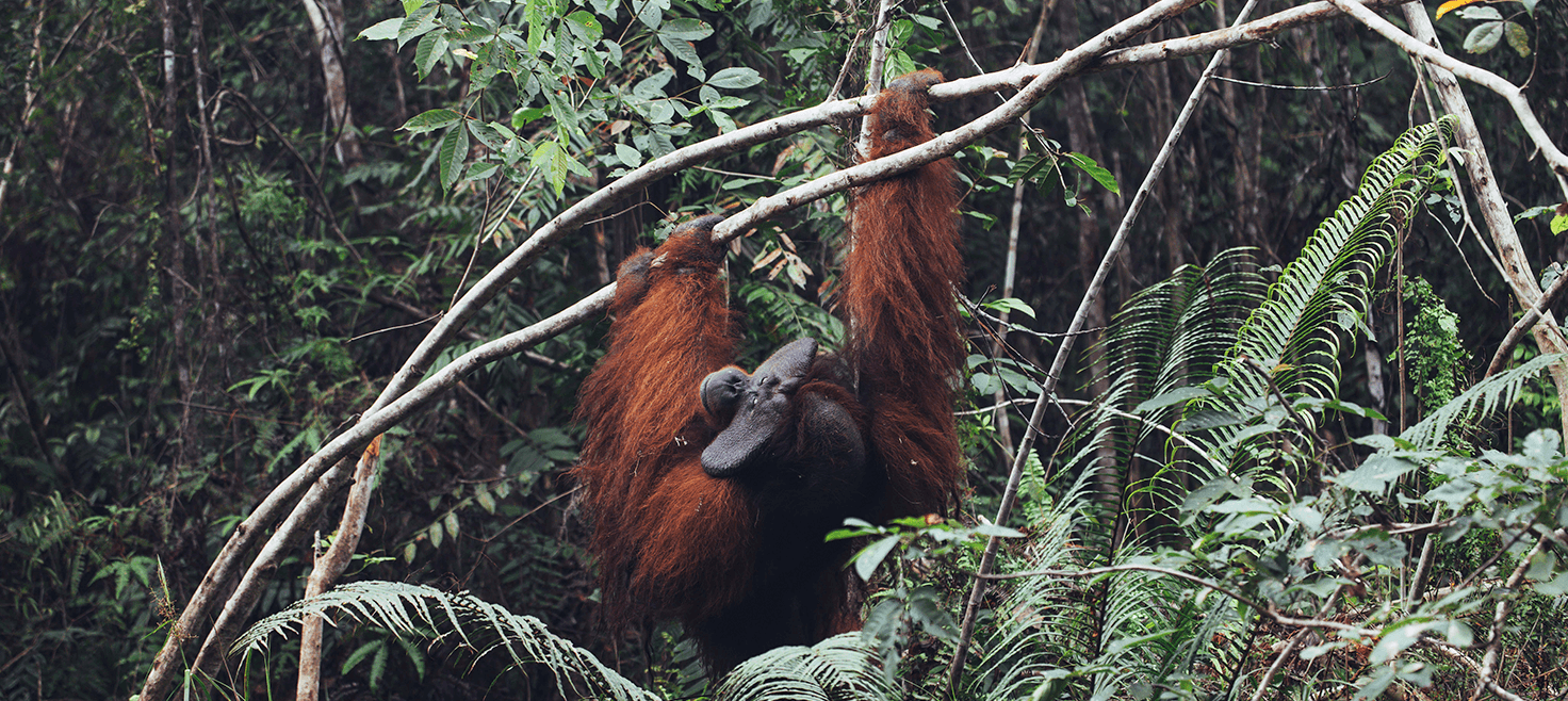 borneo-dykkerrejser-orangutanger.png