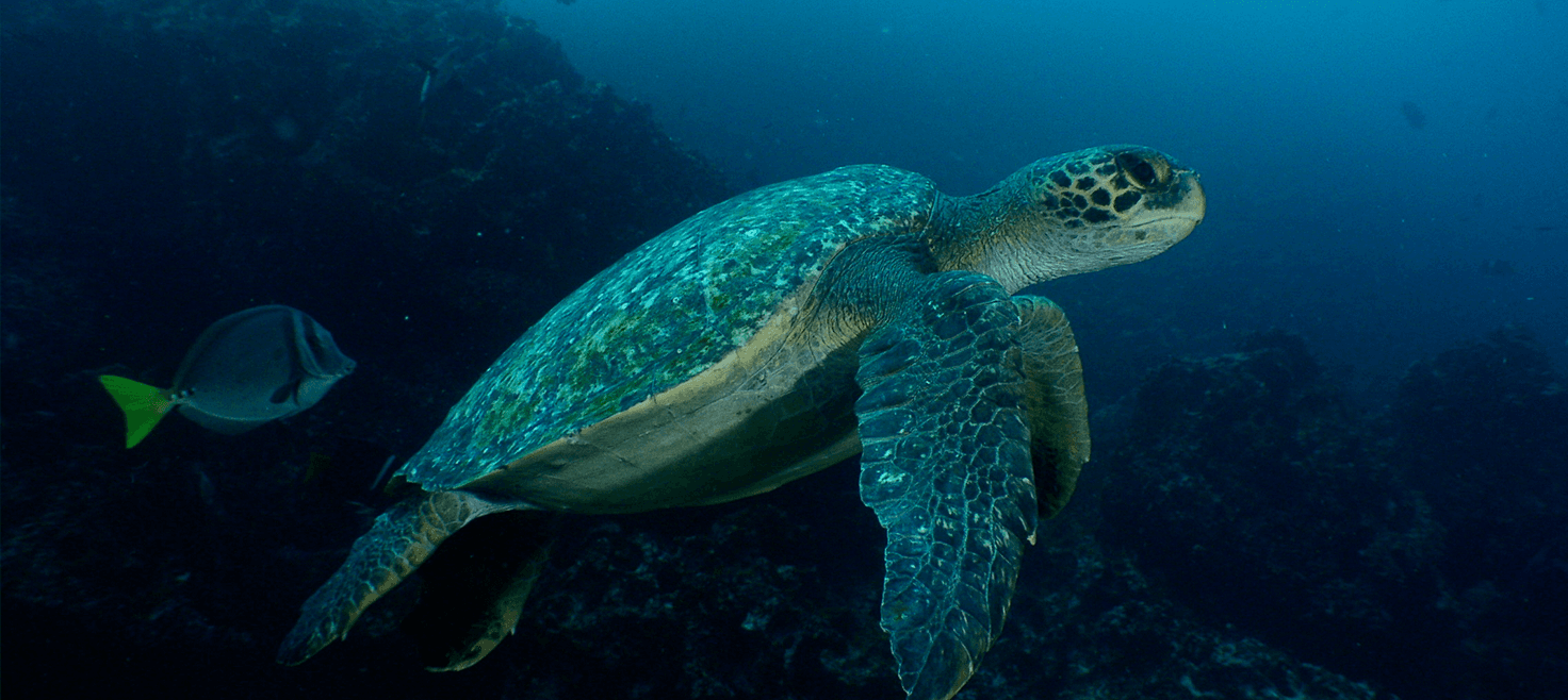 costa-rica-cocos-island-dykkerrejser-2.png