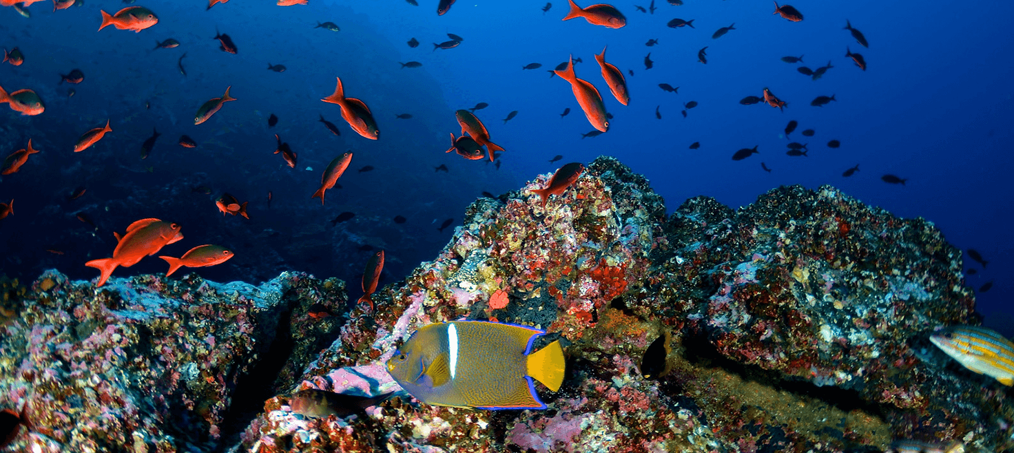 costa-rica-cocos-island-dykkerrejser-3.png