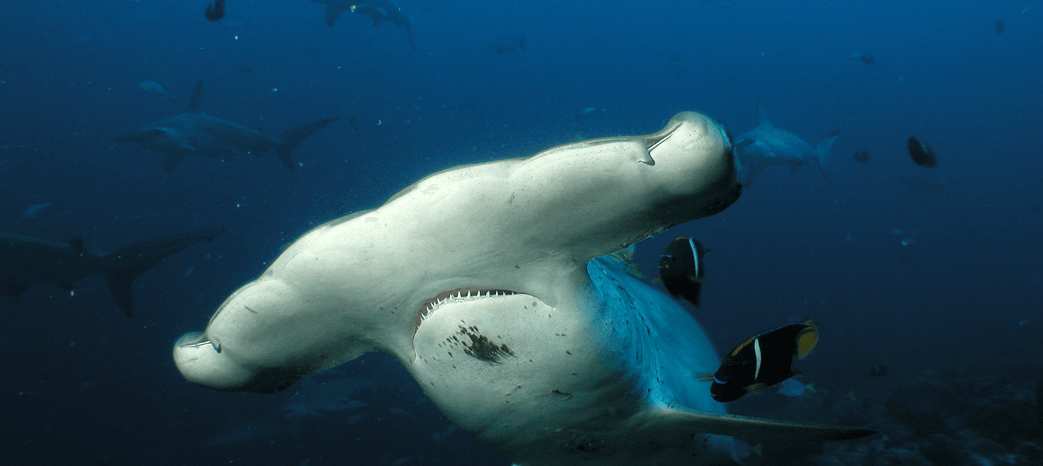 costa-rica-cocos-island-dykkerrejser.png