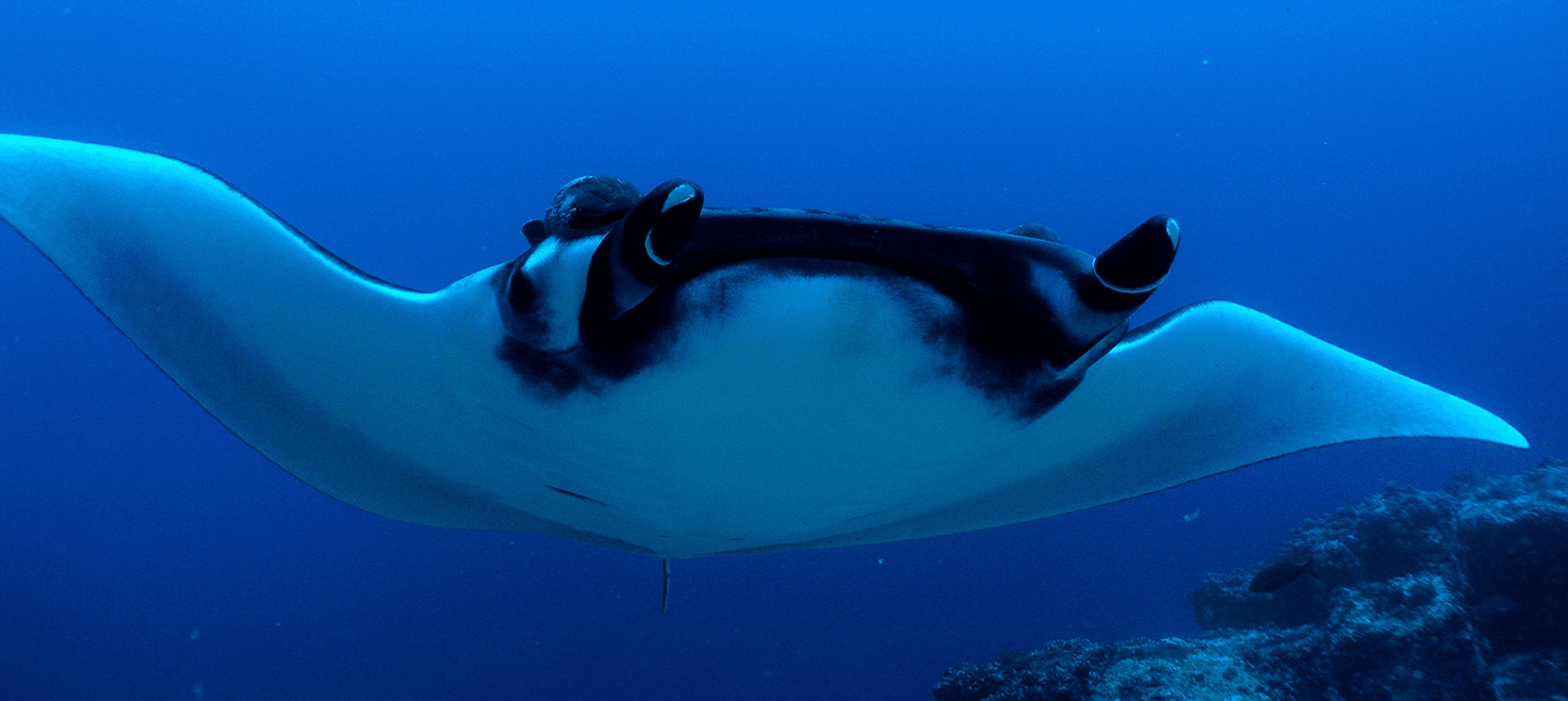 costa-rica-cocos-island-dykkerrejser.png