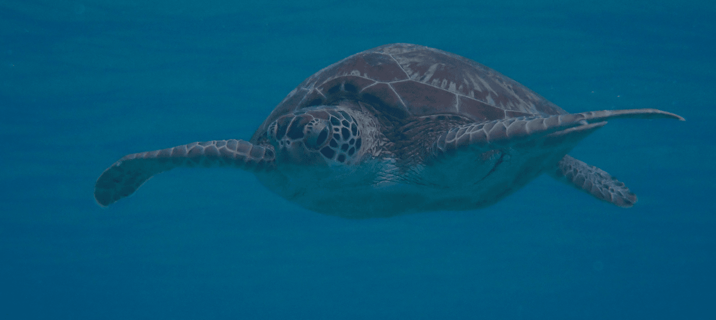dykkerrejser-bonaire-havskildpadde.png