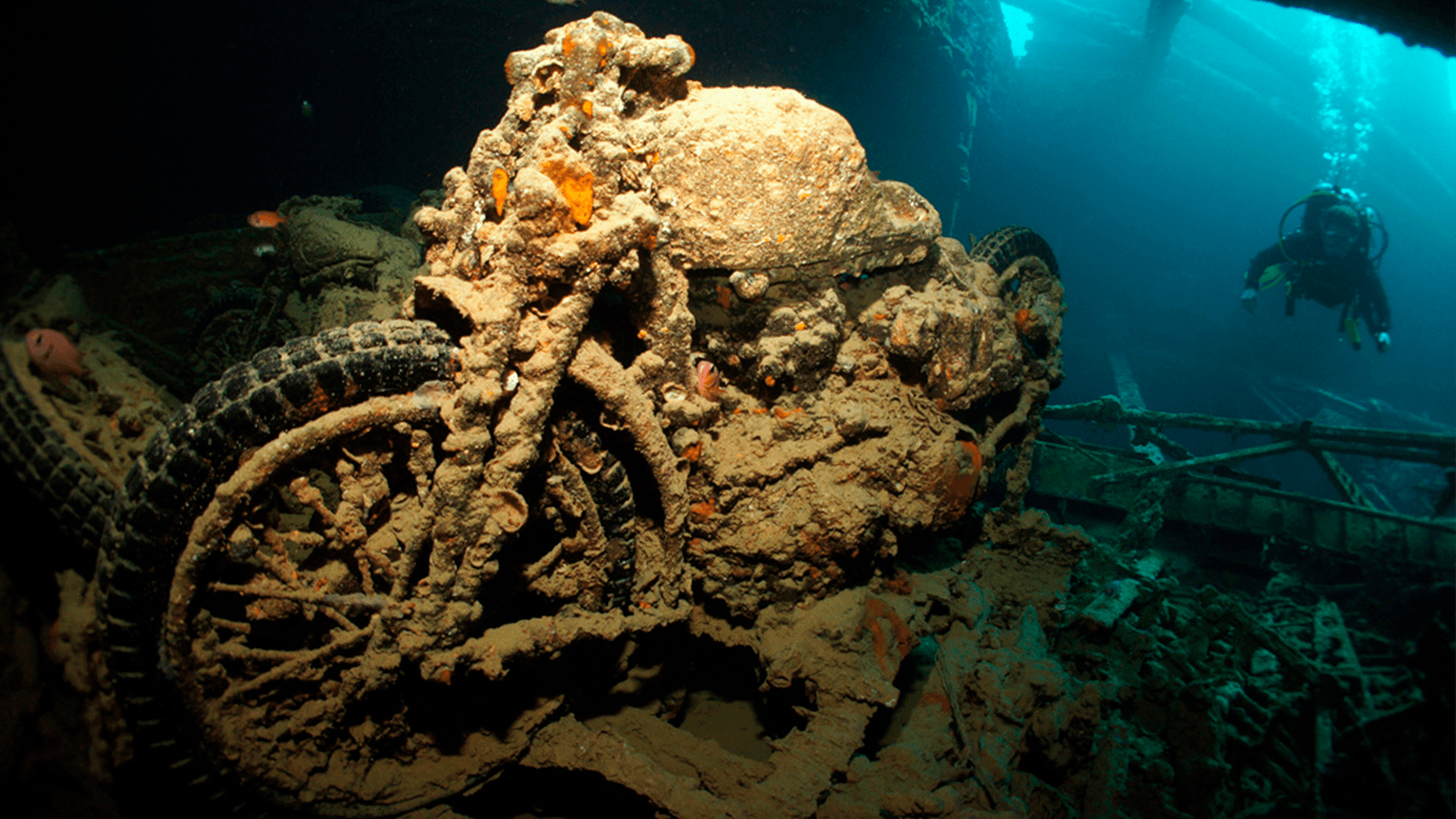 egypten-liveaboard-nord-vrag-rødehavet-3.png