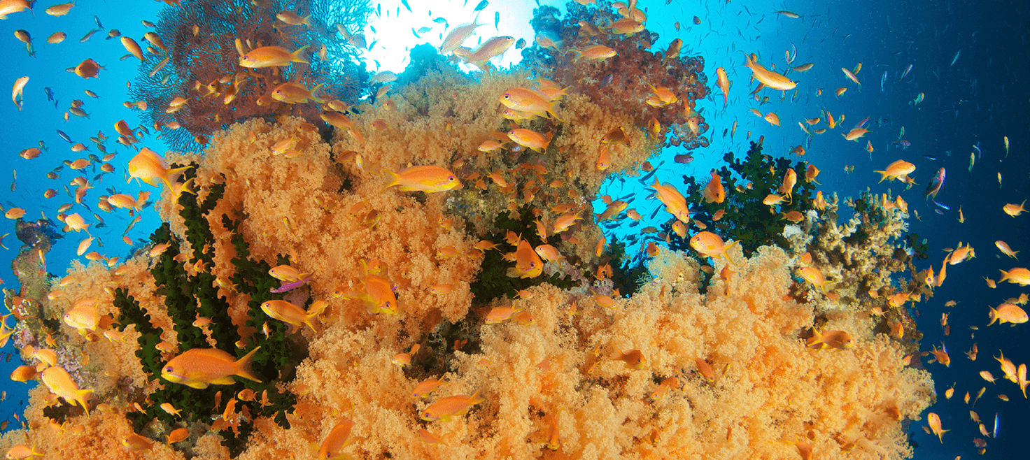 fiji-dykkerrejser-dykkerdestination-koralrev-hajer-6.png