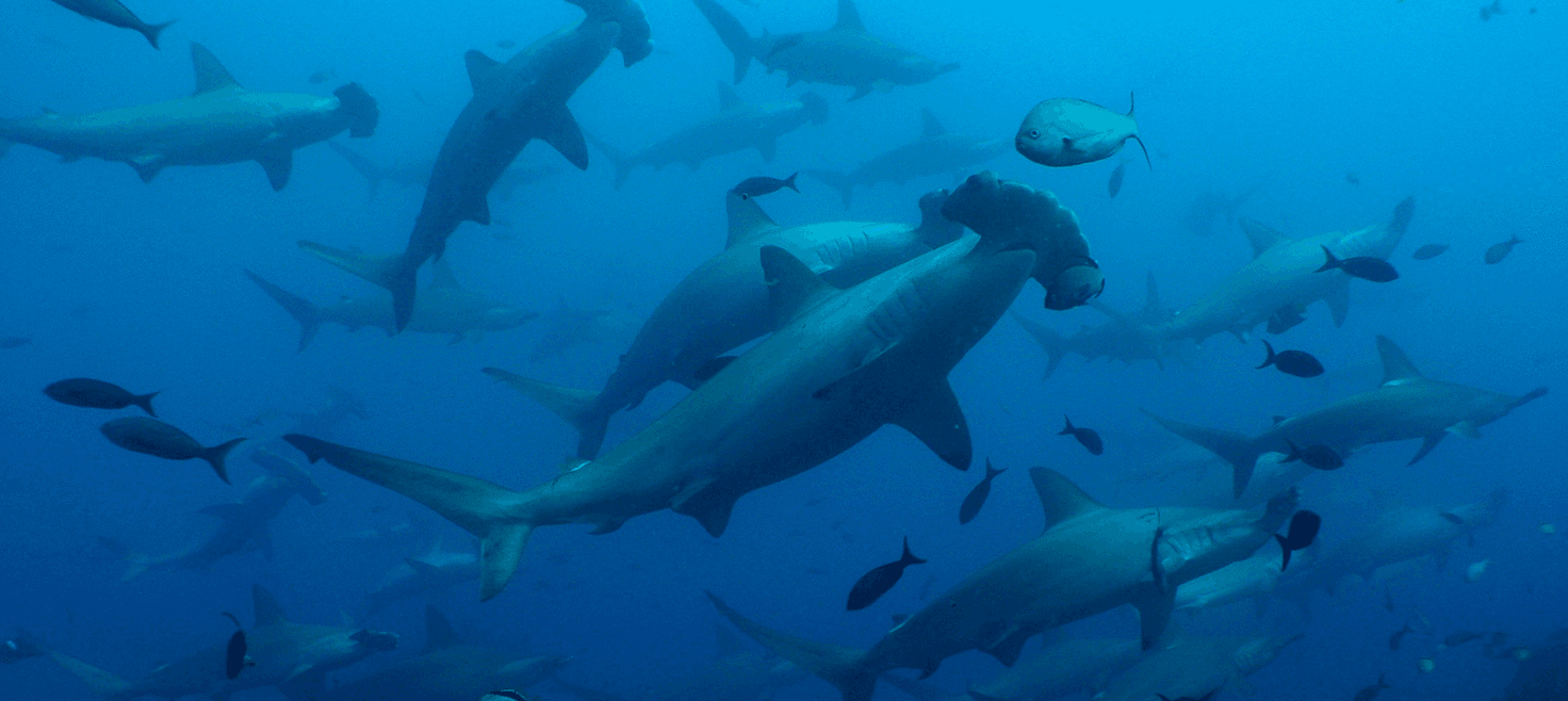 galapagos-dykkerrejser-liveaboards.png
