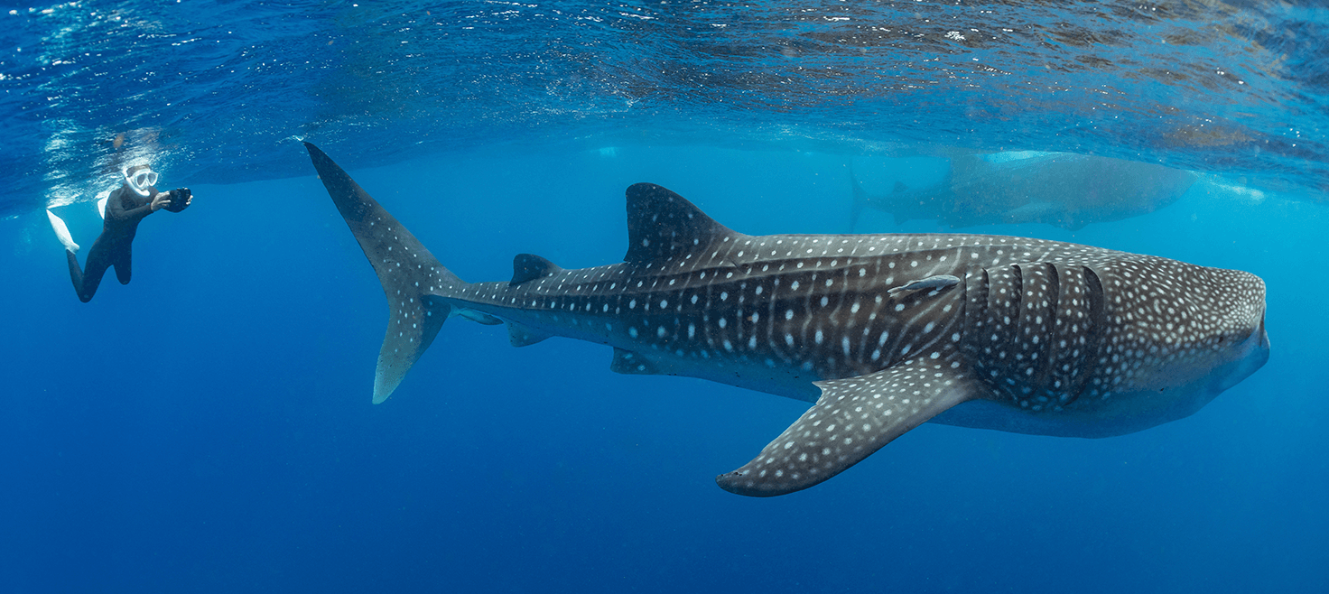 hvalhajer-snorkling-rejseinspiration.png
