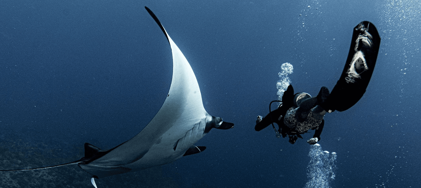 maldiverne-dykkerrejse-bountyøer-mantaray-dykker.png