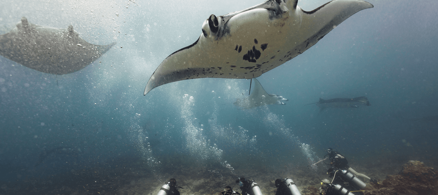 maldiverne-dykkerrejser-mantarokker.png