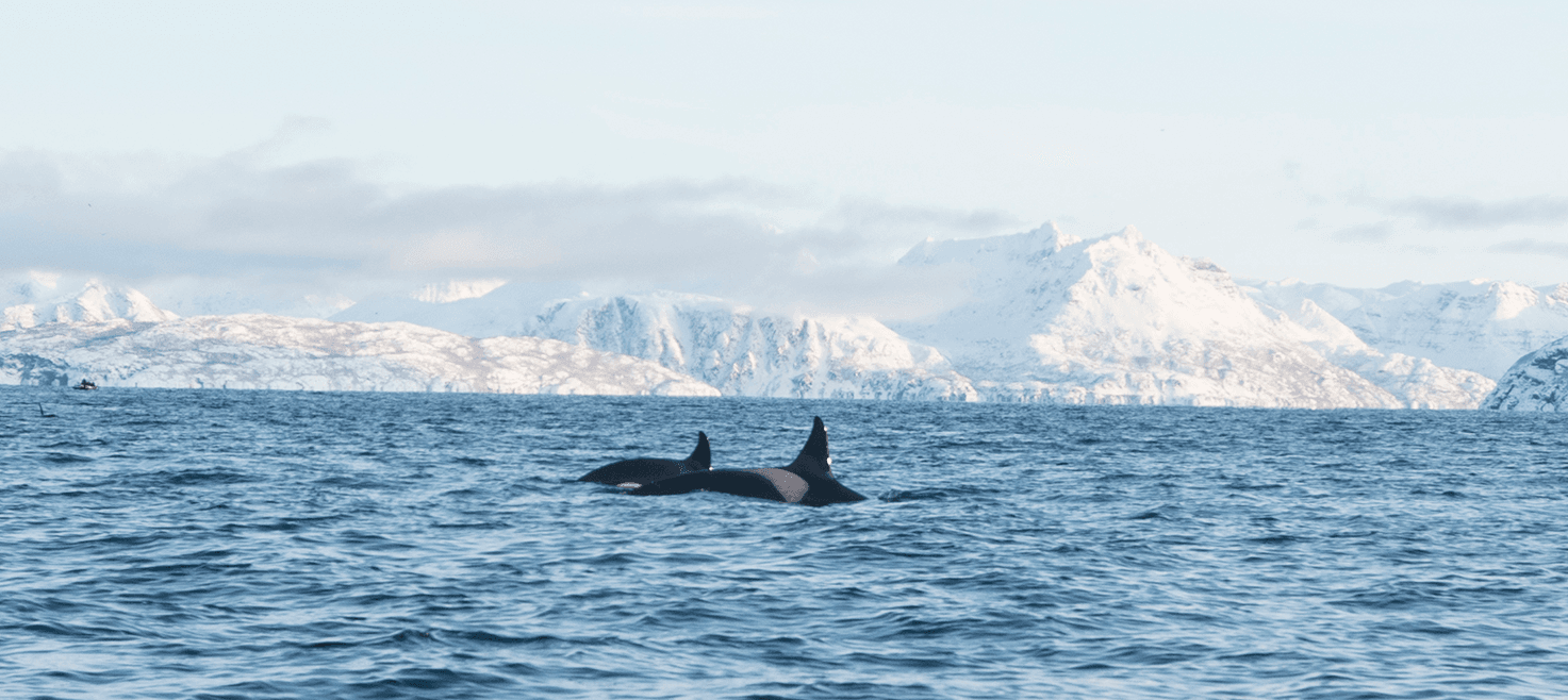 norge-spækhuggere-orca-1.png
