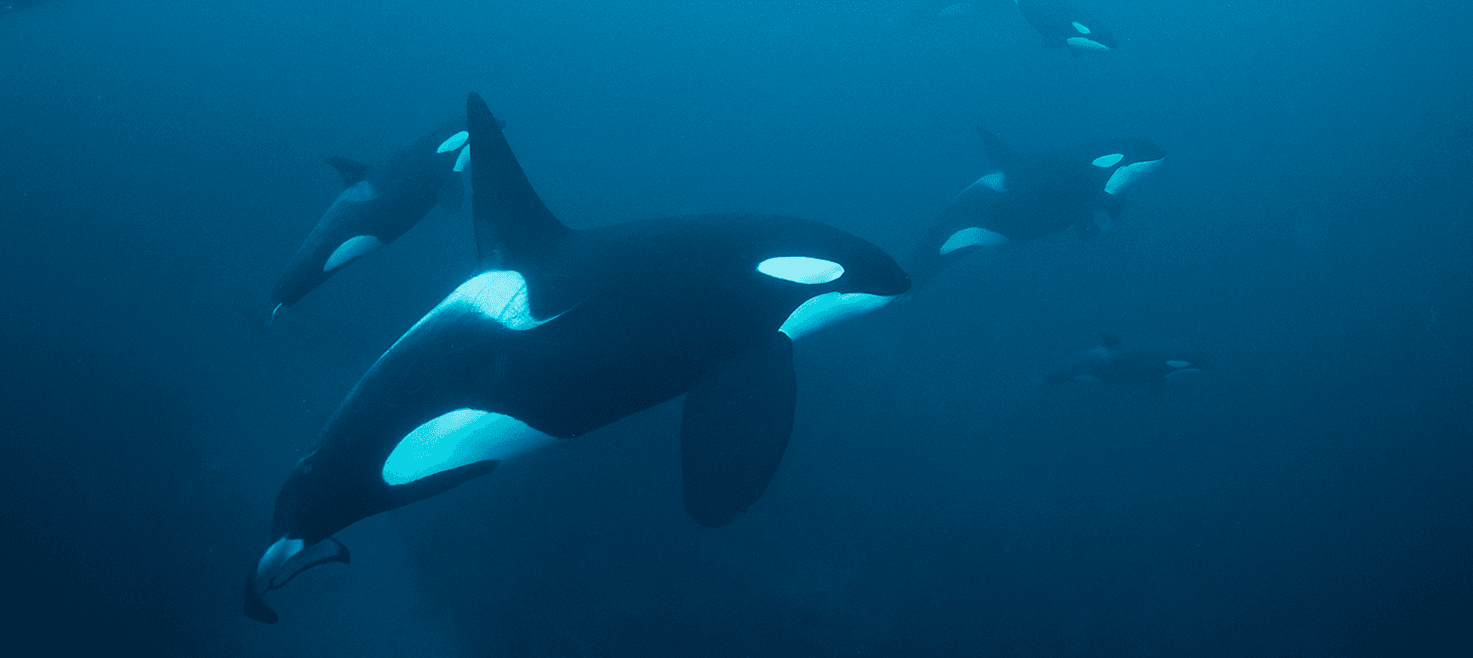 norge-spækhuggere-orca-rasmus-raahauge.png
