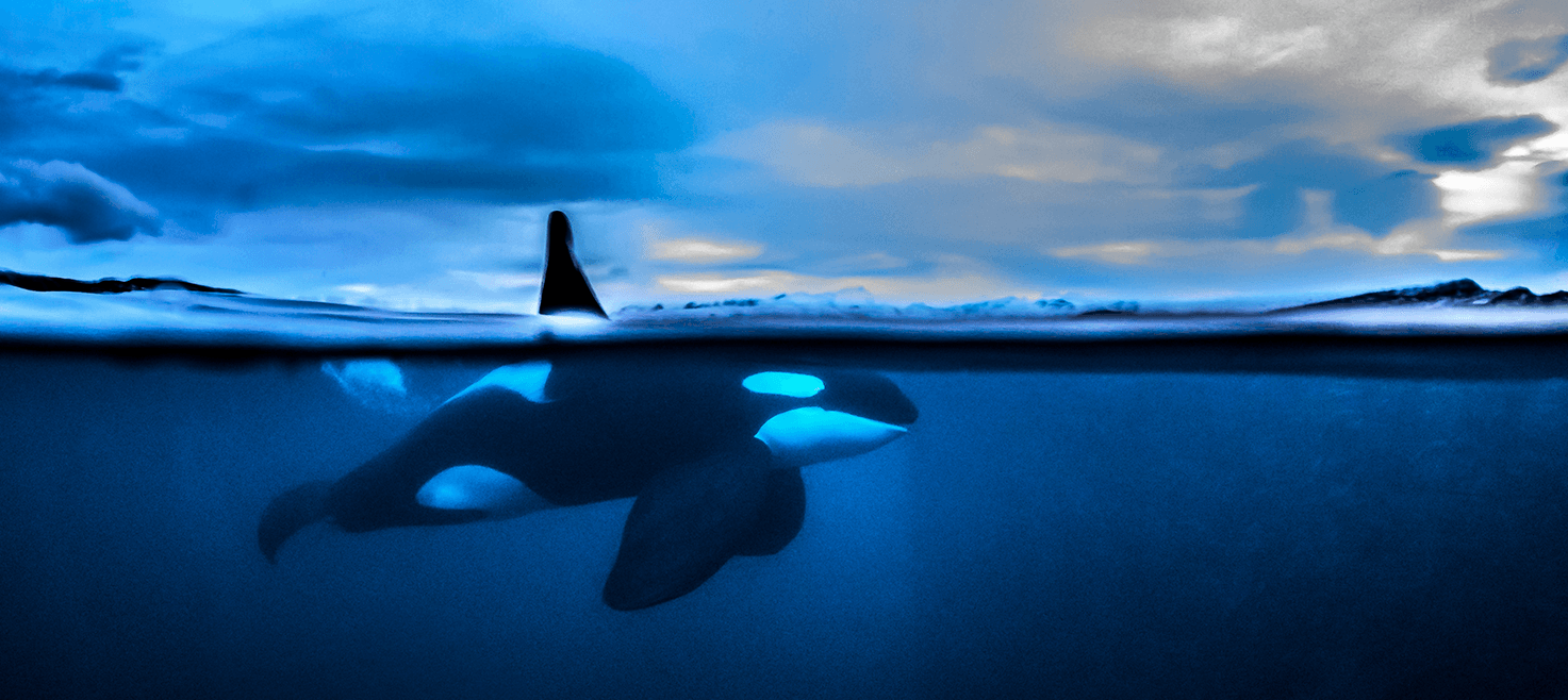 norge-spækhuggere-orca-tobias-friedrich.png