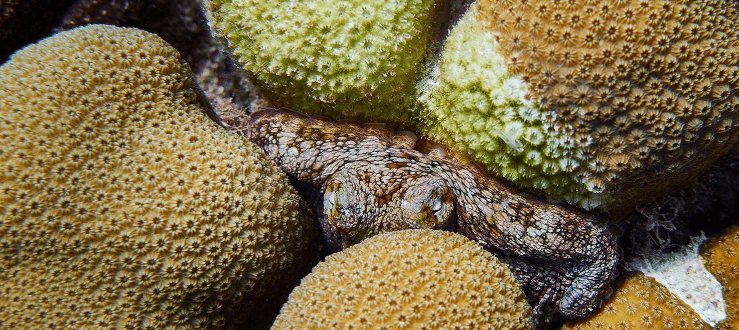 sara-paa-bonaire-bedste-dykning-paa-bonaire-hilmar-hooker.png