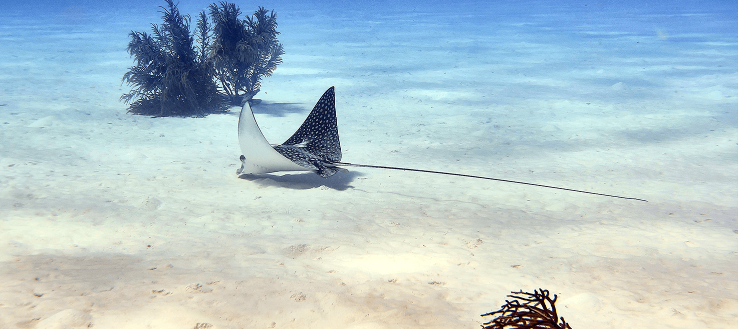 sara-paa-bonaire-grupperejse-med-kingfish-3.png