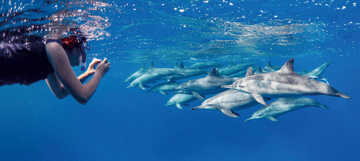 snorkling-med-delfiner-egypten.png