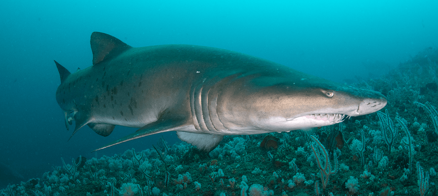 sydafrika-sardine-run-dykkerrejse-sandtigerhaj5.png
