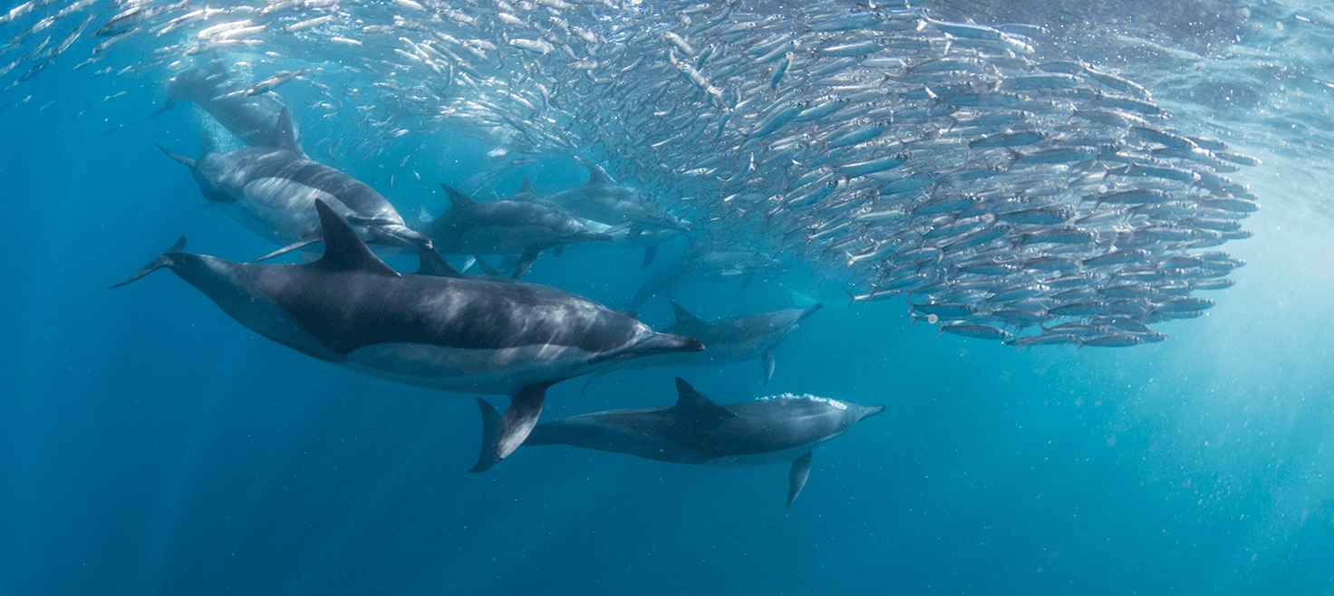 sydafrika-sardine-run-dykkerrejser.png